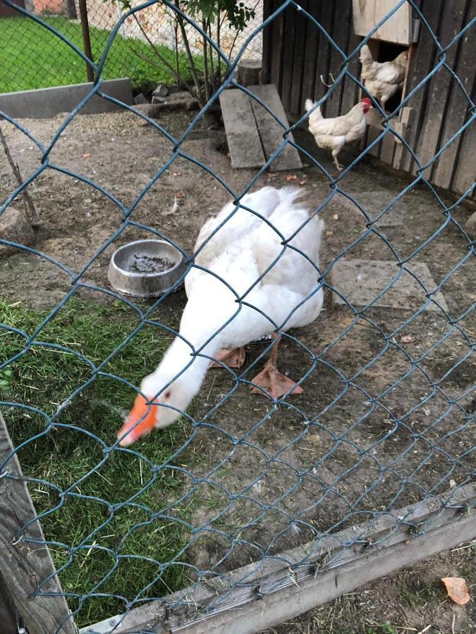 Ferienwohnung Gans Auguste Dohna ภายนอก รูปภาพ